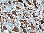 SHP1 Antibody in Immunohistochemistry (Paraffin) (IHC (P))