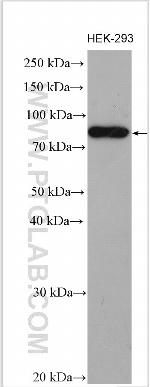 HEATR2 Antibody in Western Blot (WB)