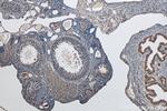 ZNF654 Antibody in Immunohistochemistry (Paraffin) (IHC (P))