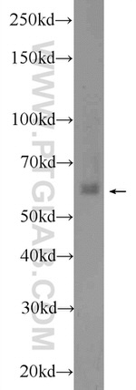 EHD1 Antibody in Western Blot (WB)