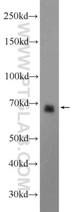 CCDC99 Antibody in Western Blot (WB)