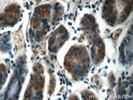 ZDHHC13 Antibody in Immunohistochemistry (Paraffin) (IHC (P))