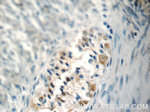 NMU Antibody in Immunohistochemistry (Paraffin) (IHC (P))