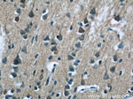 WDR81 Antibody in Immunohistochemistry (Paraffin) (IHC (P))