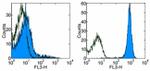 CD45.1 Antibody in Flow Cytometry (Flow)