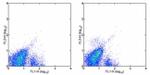 CD117 (c-Kit) Antibody in Flow Cytometry (Flow)