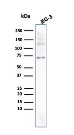 Alkaline Phosphatase (Placental)/PLAP Antibody in Western Blot (WB)