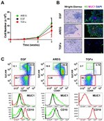 CD49f (Integrin alpha 6) Antibody in Flow Cytometry (Flow)