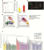 CD117 (c-Kit) Antibody in Flow Cytometry (Flow)