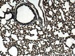 EHD3 Antibody in Immunohistochemistry (Paraffin) (IHC (P))