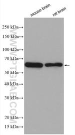 EHD3 Antibody in Western Blot (WB)