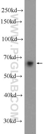 EHD3 Antibody in Western Blot (WB)