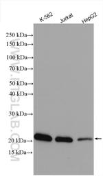 C6orf108 Antibody in Western Blot (WB)