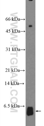 TOMM5 Antibody in Western Blot (WB)