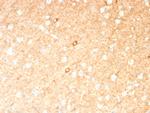 GAD1/GAD67 Antibody in Immunohistochemistry (Paraffin) (IHC (P))