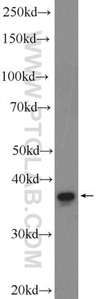 DEPP Antibody in Western Blot (WB)