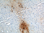 TH Antibody in Immunohistochemistry (Paraffin) (IHC (P))