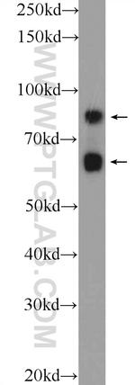 CCDC41 Antibody in Western Blot (WB)