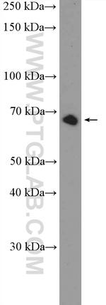 FAM116B Antibody in Western Blot (WB)