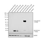 HA Tag Antibody in Western Blot (WB)