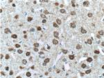 GLP1R Antibody in Immunohistochemistry (Paraffin) (IHC (P))