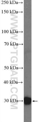 Unc119b Antibody in Western Blot (WB)