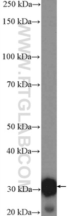 Unc119b Antibody in Western Blot (WB)