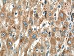 SLC25A47 Antibody in Immunohistochemistry (Paraffin) (IHC (P))