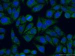 C19orf21 Antibody in Immunocytochemistry (ICC/IF)