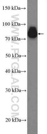 C19orf21 Antibody in Western Blot (WB)