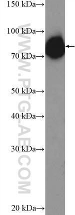 C19orf21 Antibody in Western Blot (WB)