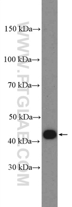 OTX1 Antibody in Western Blot (WB)