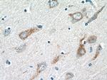 VGF Antibody in Immunohistochemistry (Paraffin) (IHC (P))