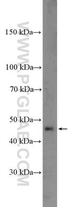 CPA4 Antibody in Western Blot (WB)