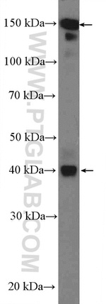 CPA4 Antibody in Western Blot (WB)