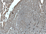 S100A9 Antibody in Immunohistochemistry (Paraffin) (IHC (P))