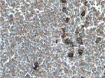 S100A9 Antibody in Immunohistochemistry (Paraffin) (IHC (P))