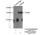 S100A9 Antibody in Immunoprecipitation (IP)