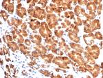 CD57/B3GAT1 (Natural Killer Cell Marker) Antibody in Immunohistochemistry (Paraffin) (IHC (P))