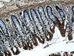 Integrin alpha-6 Antibody in Immunohistochemistry (Paraffin) (IHC (P))