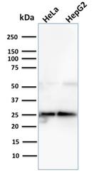 Glyoxalase 1 (GLO1) Antibody in Western Blot (WB)