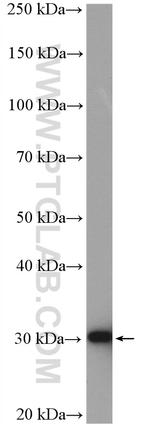 PDXP Antibody in Western Blot (WB)