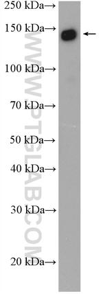 SF3B1 Antibody in Western Blot (WB)