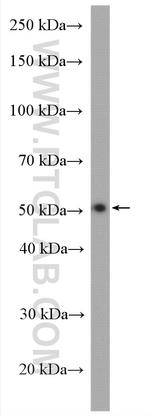 PPARD Antibody in Western Blot (WB)