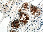 MUC5B Antibody in Immunohistochemistry (Paraffin) (IHC (P))