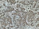 CUL1 Antibody in Immunohistochemistry (Paraffin) (IHC (P))