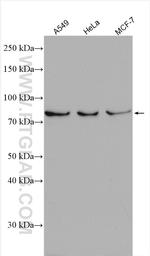 CUL1 Antibody in Western Blot (WB)