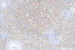 APOOL Antibody in Immunohistochemistry (Paraffin) (IHC (P))