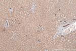 SCD Antibody in Immunohistochemistry (Paraffin) (IHC (P))