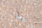 SCD Antibody in Immunohistochemistry (Paraffin) (IHC (P))